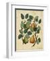 Pears-Susan Ball-Framed Art Print