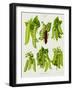 Peas: from the "Album Benary"-null-Framed Giclee Print