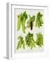 Peas: from the "Album Benary"-null-Framed Giclee Print