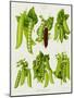 Peas: from the "Album Benary"-null-Mounted Giclee Print