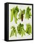 Peas: from the "Album Benary"-null-Framed Stretched Canvas