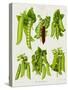 Peas: from the "Album Benary"-null-Stretched Canvas