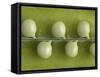 Peas in a Pod-Rogge & Jankovic-Framed Stretched Canvas