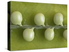 Peas in a Pod-Rogge & Jankovic-Stretched Canvas