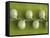 Peas in a Pod-Rogge & Jankovic-Framed Stretched Canvas