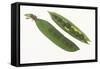 Peas in a Pod-DLILLC-Framed Stretched Canvas