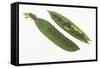 Peas in a Pod-DLILLC-Framed Stretched Canvas