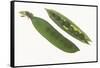 Peas in a Pod-DLILLC-Framed Stretched Canvas