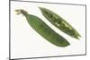 Peas in a Pod-DLILLC-Mounted Photographic Print