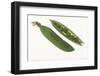 Peas in a Pod-DLILLC-Framed Photographic Print