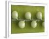 Peas in a Pod-Rogge & Jankovic-Framed Photographic Print