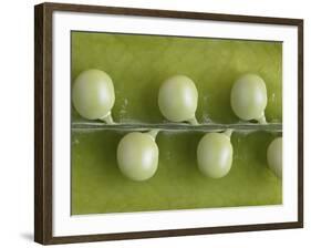 Peas in a Pod-Rogge & Jankovic-Framed Photographic Print