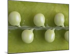 Peas in a Pod-Rogge & Jankovic-Mounted Photographic Print