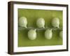 Peas in a Pod-Rogge & Jankovic-Framed Photographic Print