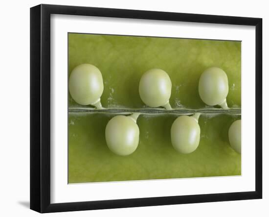 Peas in a Pod-Rogge & Jankovic-Framed Photographic Print