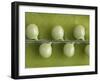 Peas in a Pod-Rogge & Jankovic-Framed Photographic Print