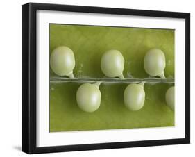 Peas in a Pod-Rogge & Jankovic-Framed Photographic Print