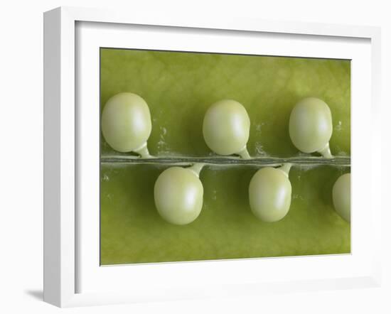 Peas in a Pod-Rogge & Jankovic-Framed Photographic Print