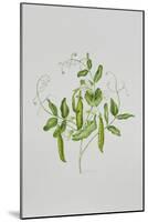 Peas-Sally Crosthwaite-Mounted Giclee Print