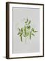 Peas-Sally Crosthwaite-Framed Giclee Print