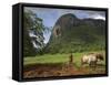 Peasant Farmer Ploughing Field with His Two Oxen, Vinales, Pinar Del Rio Province, Cuba-Eitan Simanor-Framed Stretched Canvas