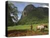 Peasant Farmer Ploughing Field with His Two Oxen, Vinales, Pinar Del Rio Province, Cuba-Eitan Simanor-Stretched Canvas