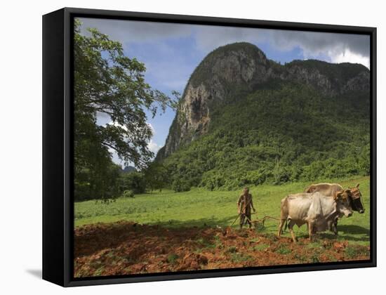 Peasant Farmer Ploughing Field with His Two Oxen, Vinales, Pinar Del Rio Province, Cuba-Eitan Simanor-Framed Stretched Canvas