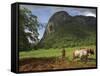 Peasant Farmer Ploughing Field with His Two Oxen, Vinales, Pinar Del Rio Province, Cuba-Eitan Simanor-Framed Stretched Canvas