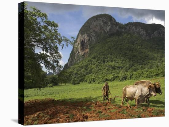 Peasant Farmer Ploughing Field with His Two Oxen, Vinales, Pinar Del Rio Province, Cuba-Eitan Simanor-Stretched Canvas