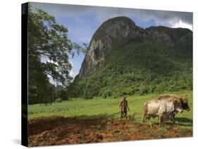 Peasant Farmer Ploughing Field with His Two Oxen, Vinales, Pinar Del Rio Province, Cuba-Eitan Simanor-Stretched Canvas