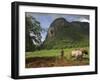 Peasant Farmer Ploughing Field with His Two Oxen, Vinales, Pinar Del Rio Province, Cuba-Eitan Simanor-Framed Photographic Print