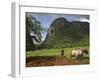 Peasant Farmer Ploughing Field with His Two Oxen, Vinales, Pinar Del Rio Province, Cuba-Eitan Simanor-Framed Photographic Print
