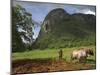 Peasant Farmer Ploughing Field with His Two Oxen, Vinales, Pinar Del Rio Province, Cuba-Eitan Simanor-Mounted Photographic Print
