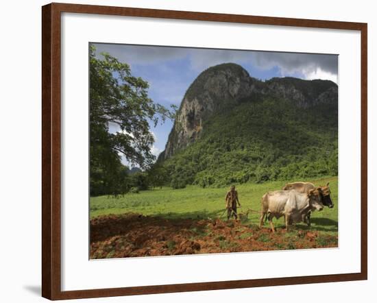 Peasant Farmer Ploughing Field with His Two Oxen, Vinales, Pinar Del Rio Province, Cuba-Eitan Simanor-Framed Photographic Print