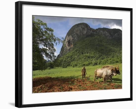 Peasant Farmer Ploughing Field with His Two Oxen, Vinales, Pinar Del Rio Province, Cuba-Eitan Simanor-Framed Photographic Print