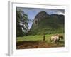 Peasant Farmer Ploughing Field with His Two Oxen, Vinales, Pinar Del Rio Province, Cuba-Eitan Simanor-Framed Photographic Print