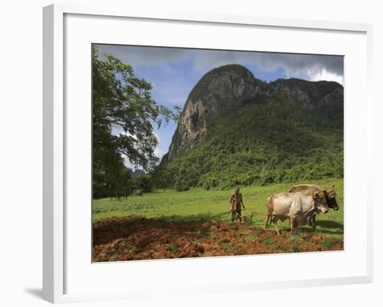 Peasant Farmer Ploughing Field with His Two Oxen, Vinales, Pinar Del Rio Province, Cuba-Eitan Simanor-Framed Photographic Print