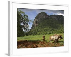 Peasant Farmer Ploughing Field with His Two Oxen, Vinales, Pinar Del Rio Province, Cuba-Eitan Simanor-Framed Photographic Print