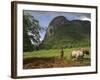 Peasant Farmer Ploughing Field with His Two Oxen, Vinales, Pinar Del Rio Province, Cuba-Eitan Simanor-Framed Photographic Print