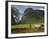 Peasant Farmer Ploughing Field with His Two Oxen, Vinales, Pinar Del Rio Province, Cuba-Eitan Simanor-Framed Photographic Print