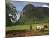 Peasant Farmer Ploughing Field with His Two Oxen, Vinales, Pinar Del Rio Province, Cuba-Eitan Simanor-Mounted Photographic Print