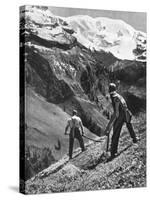 Peasant Farmers Haymaking at the Glacier Foot, Switzerland, 1936-F Hutzli-Stretched Canvas