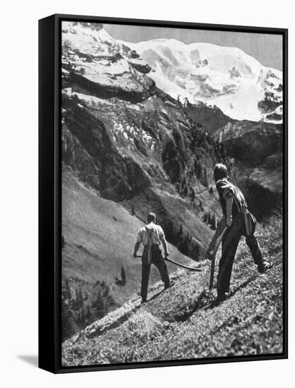 Peasant Farmers Haymaking at the Glacier Foot, Switzerland, 1936-F Hutzli-Framed Stretched Canvas