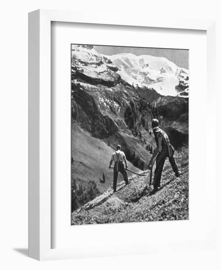 Peasant Farmers Haymaking at the Glacier Foot, Switzerland, 1936-F Hutzli-Framed Premium Giclee Print