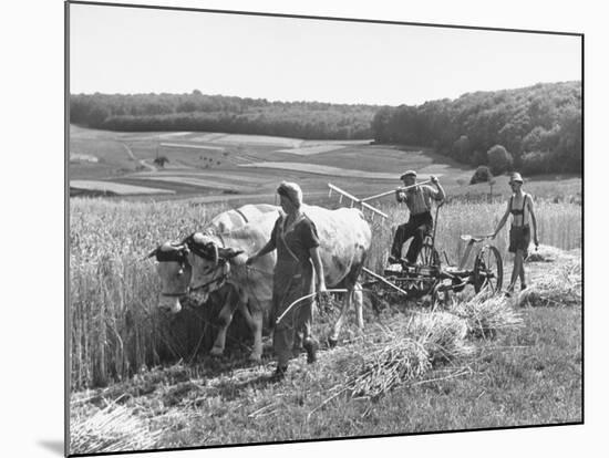 Peasant Farmers Working in Wheat Fields-null-Mounted Photographic Print