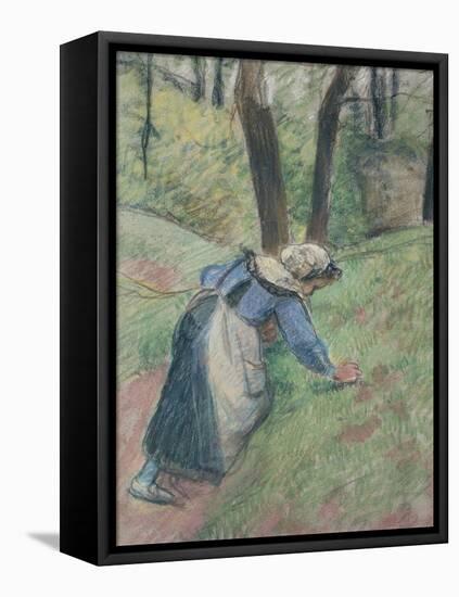 Peasant Woman Weeding the Grass (Pastel Heightened in Places with a Pink Wash)-Camille Pissarro-Framed Stretched Canvas