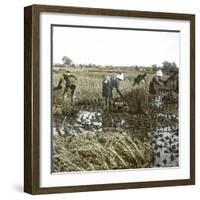 Peasants Reaping, Japan, 1900-1905-Leon, Levy et Fils-Framed Photographic Print