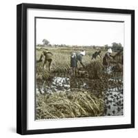 Peasants Reaping, Japan, 1900-1905-Leon, Levy et Fils-Framed Photographic Print