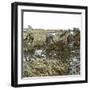 Peasants Reaping, Japan, 1900-1905-Leon, Levy et Fils-Framed Photographic Print