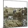 Peasants Reaping, Japan, 1900-1905-Leon, Levy et Fils-Mounted Photographic Print